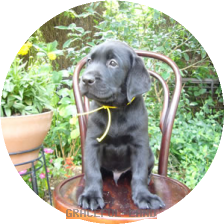 イエロー(IZARA 男の子)